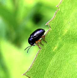 Cryptocephalus ocellatus Drapiez, 1819