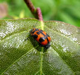 Cryptocephalus cf. sexpunctatus (Linnaeus, 1758)