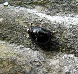 Cyllodes ater (Herbst, 1792)