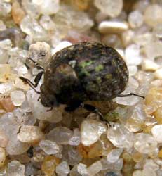 Cytilus sericeus (Forster, 1771)