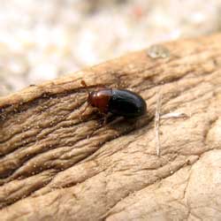 Dacne bipustulata (Thunberg, 1781)