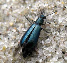 Dasytes cyaneus (Fabricius, 1775) [=caeruleus (DeGeer, 1774)]
