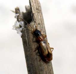Demetrias monostigma Samouelle, 1819