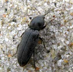 Dicronychus cinereus (Herbst, 1784)