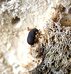 Eledona agaricola (Herbst, 1783)