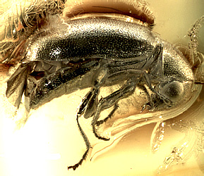 Ernobius notangicus Alekseev, 2014