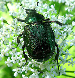 Gnorimus nobilis (Linnaeus, 1758)
