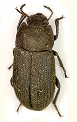 Gonocephalum rusticum (Olivier, 1811)