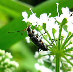 Grammoptera ruficornis (Fabricius, 1781)