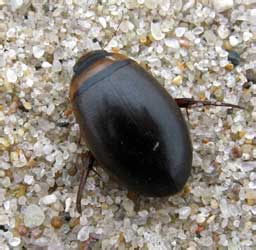 Graphoderes cinereus (Linnaeus, 1758)