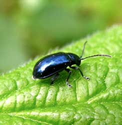 Altica cf. lythri Aube, 1843