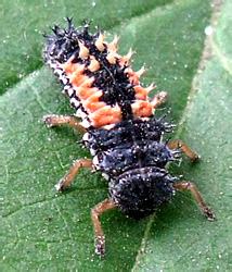 Harmonia axyridis (Pallas, 1773)