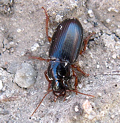 Harpalus ? laevipes Zetterstedt, 1828<br>[= quadripunctatus Dejean, 1829]