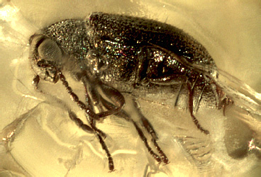 Homophthalmus kunnegsgarbensis Alekseev, 2014