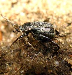 Hoplia graminicola (Fabricius, 1792)