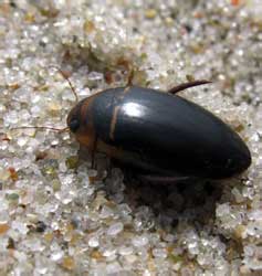 Hydaticus transversalis (Pontoppidan, 1763)