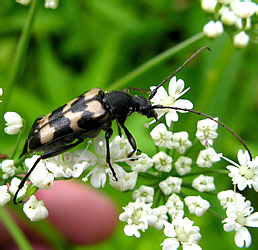 Judolia sexmaculata (Linnaeus, 1758)
