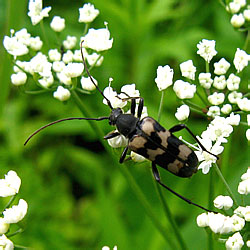 Judolia sexmaculata (Linnaeus, 1758)