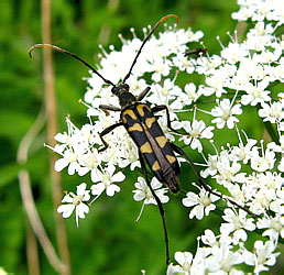 Leptura annularis Fabricius, 1801 [=arcuata (Panzer, 1793)]