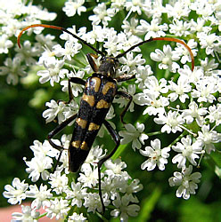 Leptura annularis Fabricius, 1801 [=arcuata (Panzer, 1793)]