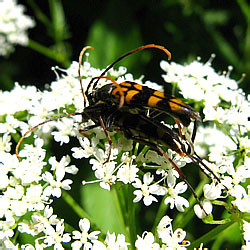 Leptura annularis Fabricius, 1801 [=arcuata (Panzer, 1793)]