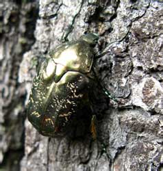 Protaetia marmorata (Fabricius, 1792) [= lugubris (Hebst, 1786)]