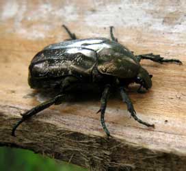 Protaetia marmorata (Fabricius, 1792) [= lugubris (Hebst, 1786)]