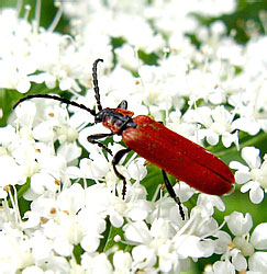 Lygistopterus sanguineus (Linnaeus, 1758)