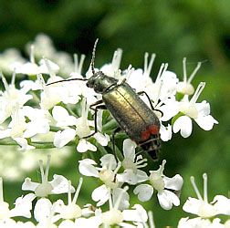 Malachius bipustulatus (Linnaeus, 1758)
