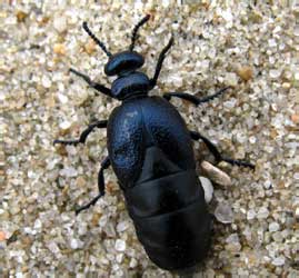 Meloe brevicollis Panzer, 1793