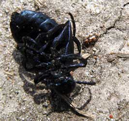 Meloe violaceus Marsham, 1802; Notoxus monoceros (Linnaeus, 1761)