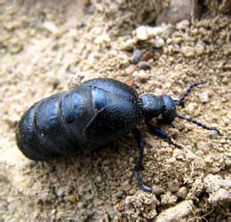 Meloe violaceus Marsham, 1802