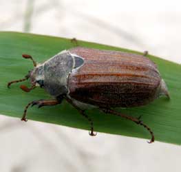 Melolontha melolontha (Linnaeus, 1758)