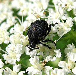 Mononychus punctumalbum (Herbst, 1784)