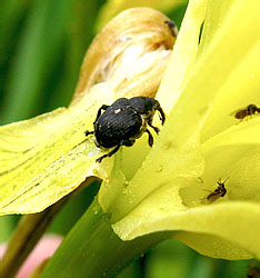 Mononychus punctumalbum (Herbst, 1784)