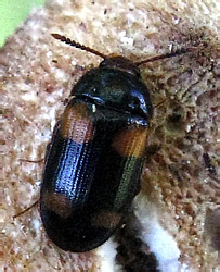 Mycetophagus quadripustulatus (Linnaeus, 1761)