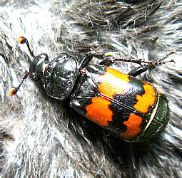 Nicrophorus interruptus Stephens, 1830 [= fossor Erichson, 1837]