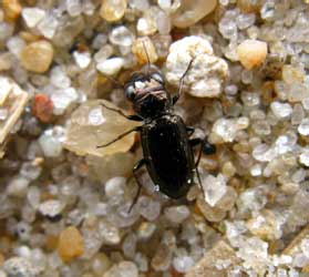 Notiophilus palustris (Duftschmid, 1812)