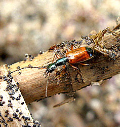 Odacantha melanura (Linnaeus, 1767)