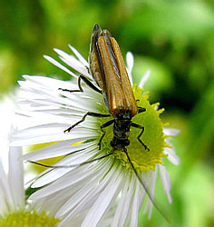 Oedemera femorata (Scopoli, 1763)