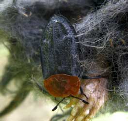 Oiceoptoma thoracicum (Linnaeus, 1758)