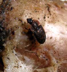 Omosita cf. colon (Linnaeus, 1758)