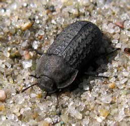 Opatrum sabulosum (Linnaeus, 1761) -<br>det. B.Loboda