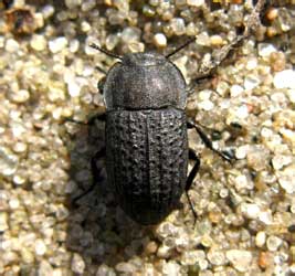 Opatrum sabulosum (Linnaeus, 1761)
