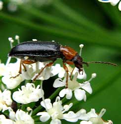 Orsodacne cerasi (Linnaeus, 1758)