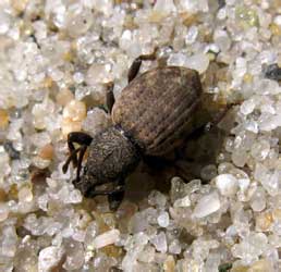 Otiorhynchus raucus (Fabricius, 1777)