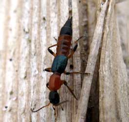 Paederus littoralis Gravenhorst, 1802