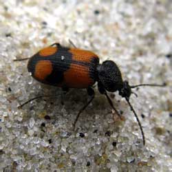 Panagaeus cruxmajor (Linnaeus, 1758)