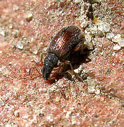Phyllobius oblongus (Linnaeus, 1758)
