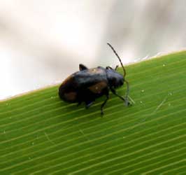Phyllotreta tetrastigma (Comolli, 1837)